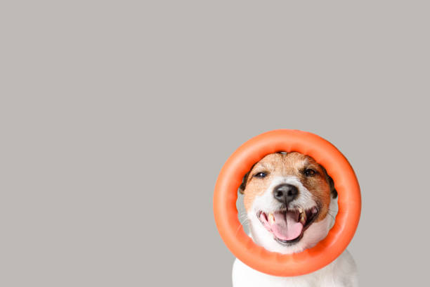 Happy dog with circle puller toy on head against gray background