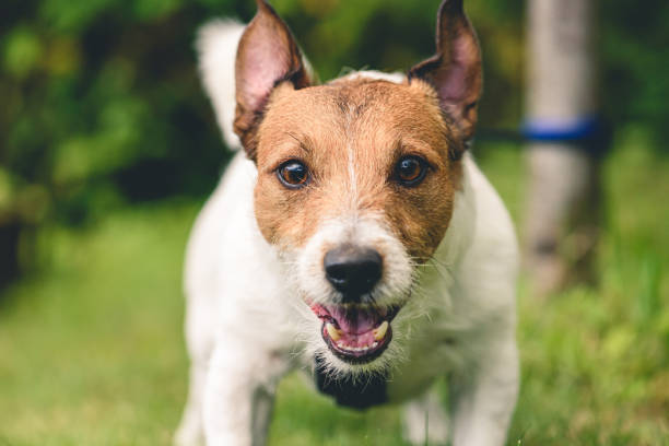istock Aggressive barking dog tied with leash to tree looking into camera 1186163387