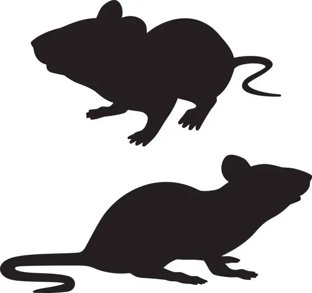 Vector illustration of Rat Silhouettes