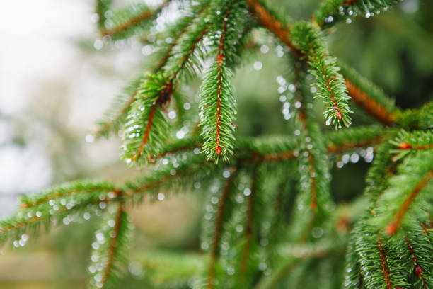 istock Spruce tree after the rain. A bright evergreen pine tree green needles branches with rain drops. Fir-tree with dew, conifer, spruce close up, blurred background. Autumn alpine forest 1186165269