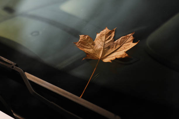 istock autumn leaf on a car windshield. yellow maple leaf on glass 1186166605