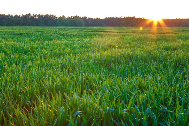 istock Green field with spring seedlings wheat, rye 1186166804