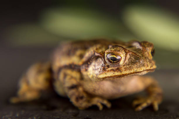 istock Close-up Leopard frog Lithobates berlandieri 1186167685