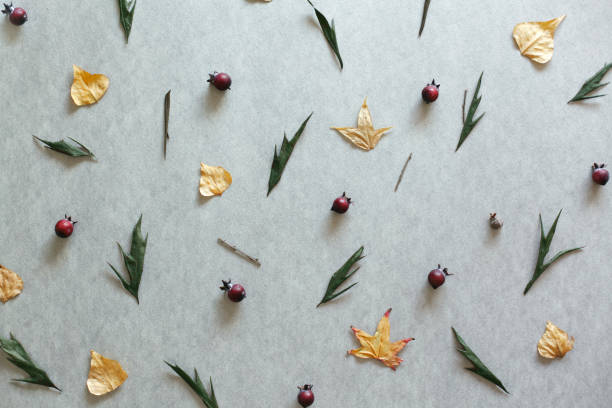 осенняя плоская композиция - осенний текстурированный фон - organic dried fruit berry fruit dried food стоковые фото и изображения