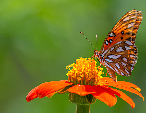 Gulf Fritillary Butterfly on Mexican Sunflower at Florida Botanical Gardens, Largo, Florida