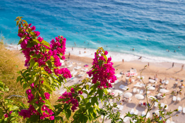Bougainvillea flowers and nature - Kas