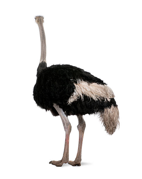 istock Male ostrich standing in front of a white background 118616932