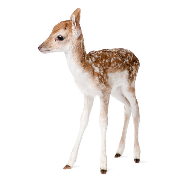 istock Side view of Fallow Deer Fawn tanding against white background 118616934