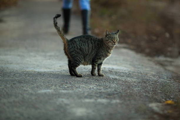 istock Gray cat on the street. 1186171614