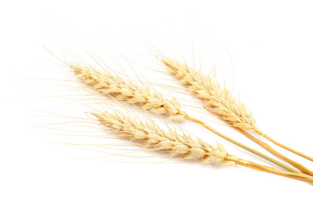 istock Sheaf of wheat ears on white background. 1186172265