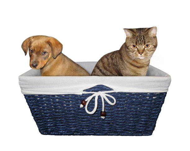 istock Puppy and kitten in basket 1186172379
