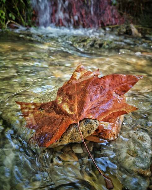 A red leaf in the river at autumn