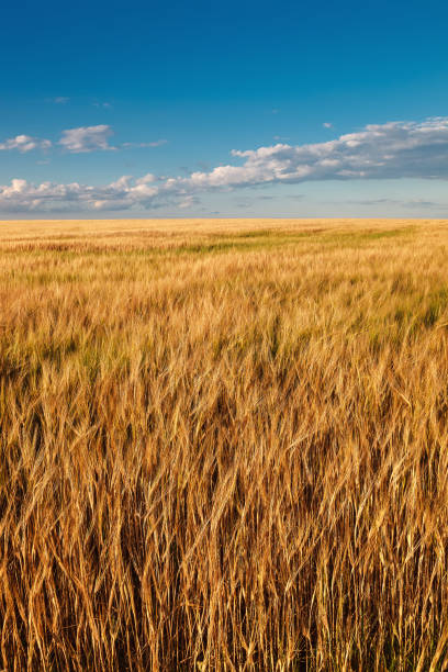 istock Wheat field on a sunny summer day 1186175151