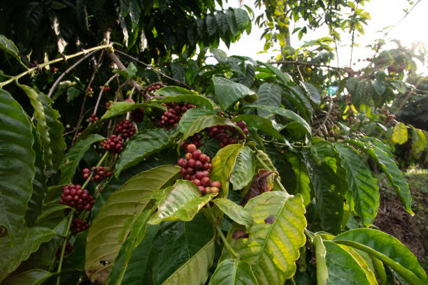 After the harvesting and just before drying the coffee is not black