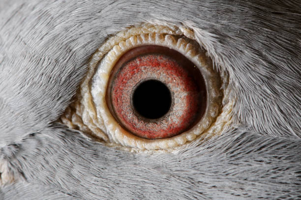 Close up image of racing pigeon eye