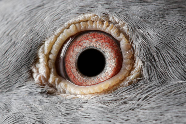 istock Close up image of racing pigeon eye 1186176433