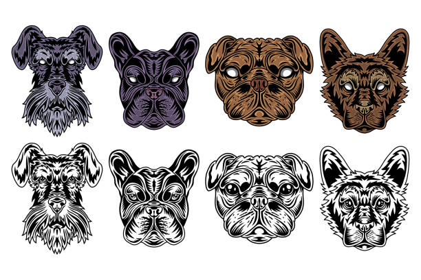 Dog face miniature schnauzer, french bulldog, pug, shepherd vintage retro style. Vector illustration isolated on white background. Design element. Dog face miniature schnauzer, french bulldog, pug, shepherd vintage retro style. Vector illustration isolated on white background. Design element for logo, badge, tattoo, banner, poster. schnauzer stock illustrations