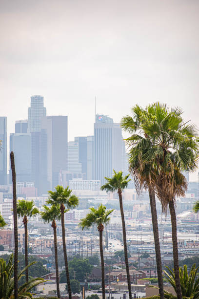 istock Downtown Los Angeles viewed from afar with palm trees and moody sky 1186177169