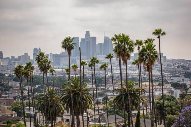 istock Downtown Los Angeles viewed from afar with palm trees and moody sky 1186177341
