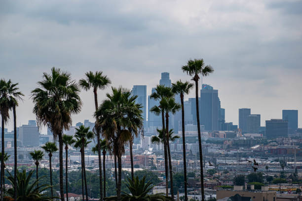 istock Downtown Los Angeles viewed from afar with palm trees and moody sky 1186177389