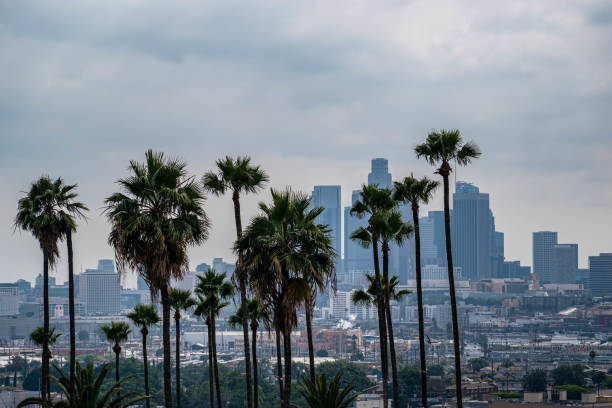 istock Downtown Los Angeles viewed from afar with palm trees and moody sky 1186177407