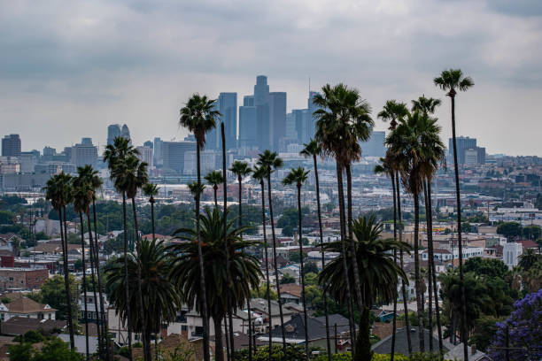 istock Downtown Los Angeles viewed from afar with palm trees and moody sky 1186177439