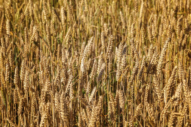 istock Ripe ears of wheat field as background 1186178316