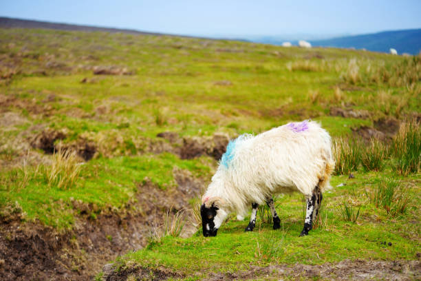 pecore contrassegnate da coloranti colorati che pascolano nei pascoli verdi. pecore adulte e agnellini che si nutrono nei prati verdi dell'irlanda. - meadow single lane road nature field foto e immagini stock