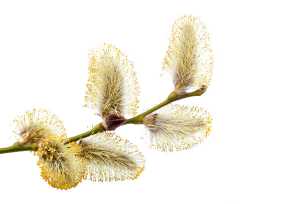 istock Flowering willow branch isolated on white background 1186179784
