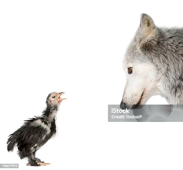 Mackenzie Vale Do Lobo Olhando Para Um Grão Contra Fundo Branco - Fotografias de stock e mais imagens de Lobo - Cão Selvagem