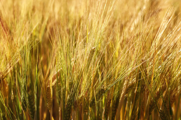 istock Ripe ears of wheat field as background 1186180478