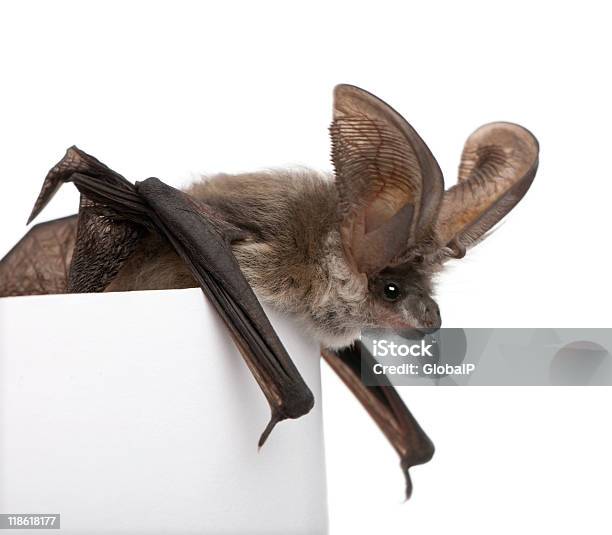 Grey Morcego Orelhudo N Frente De Fundo Branco - Fotografias de stock e mais imagens de Animal - Animal, Asa de animal, Branco