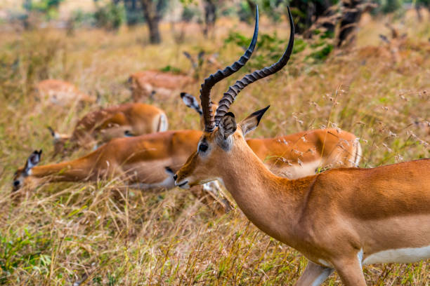 istock male Heuglin's gazelle - Eudorcas tilonura with its hurde 1186181780