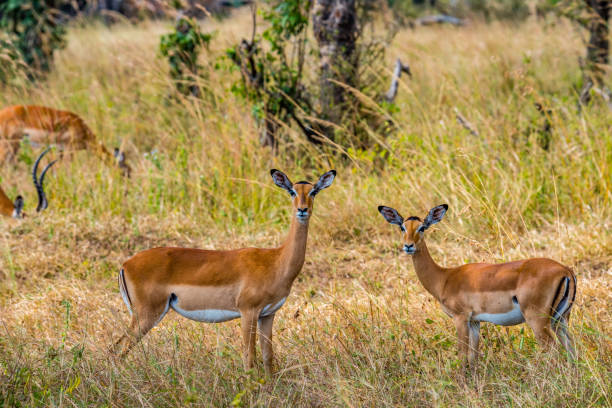 istock two female Heuglin's gazelle - Eudorcas tilonura looking into the camera 1186181797