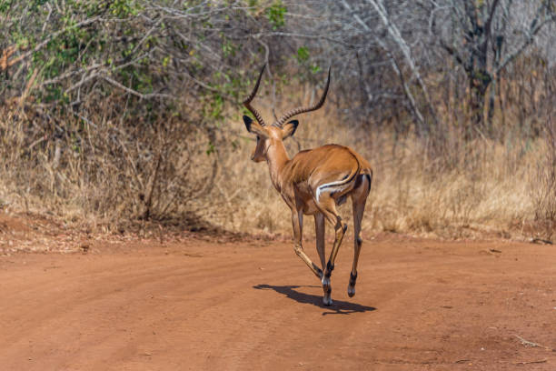 istock male Heuglin's gazelle - Eudorcas tilonura running away 1186181798