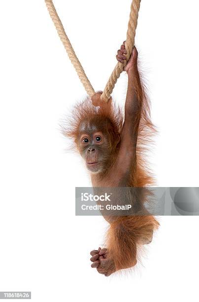 Baby Sumatran Orangutan Hanging On Rope Against White Background Stock Photo - Download Image Now