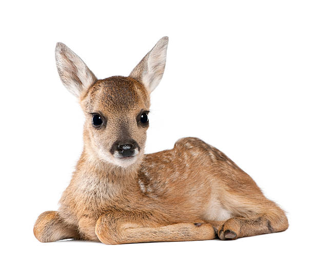 Portrait of Roe Deer Fawn  sitting against white background  fawn young deer stock pictures, royalty-free photos & images