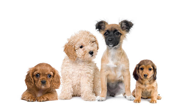 istock Group of puppy dogs against white background 118618432