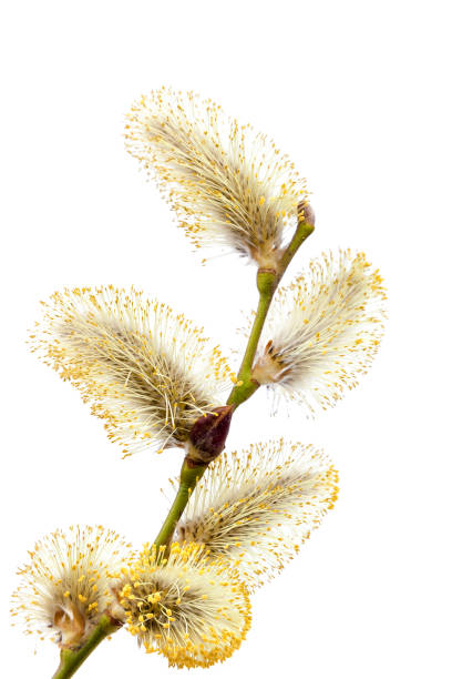 istock Flowering willow branch isolated on white background 1186184913
