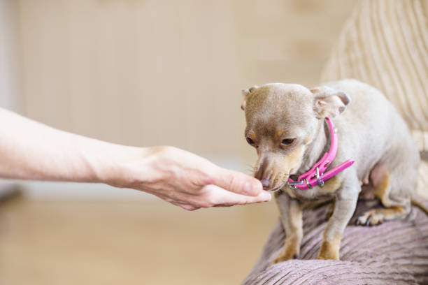istock Little dog eats food from hand 1186185275