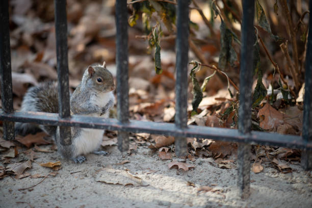 istock Nature and wildlife. Squirrel in a park 1186185940