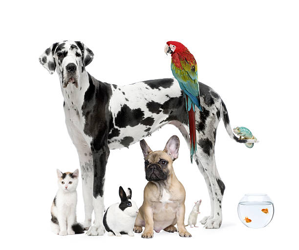 Group of pets standing against white background  fish tank photos stock pictures, royalty-free photos & images
