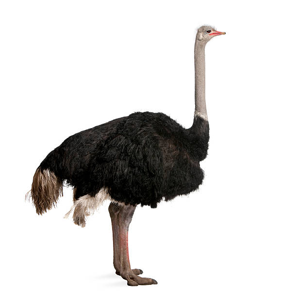 istock Dark-colored male ostrich on white backdrop 118618644