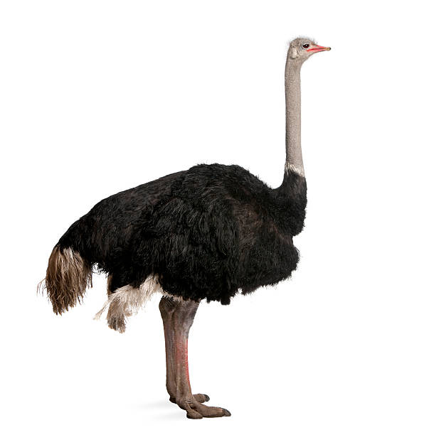 Dark-colored male ostrich on white backdrop  ostrich stock pictures, royalty-free photos & images