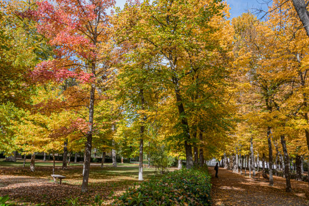 istock Park with autumn colors collage.Aranjuez Spain. 1186187579