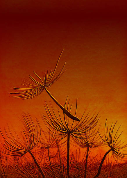 illustrations, cliparts, dessins animés et icônes de graines de pissenlit soufflant dans le vent. scène abstraite sur le fond orange intense de couleur. - dandelion freedom silhouette wind