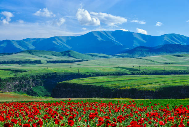 istock Poppy field, mountains. 1186188381