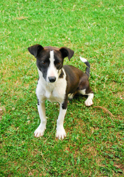 istock dog Jack Russell terrier. 1186188461