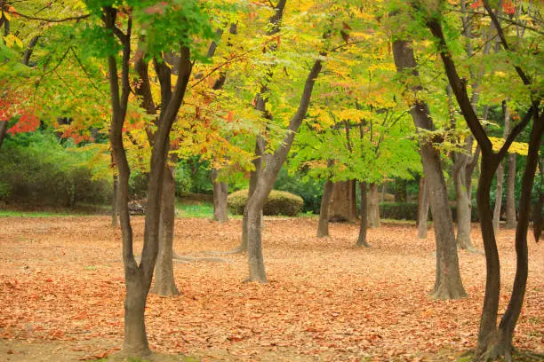 Autumn trees and leaves. Autumn Landscape.Park in Autumn.