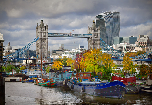 Residential moorings near Tower Bridge on the River Thames in London. The impromptu floating garden is transformed by autumn colour